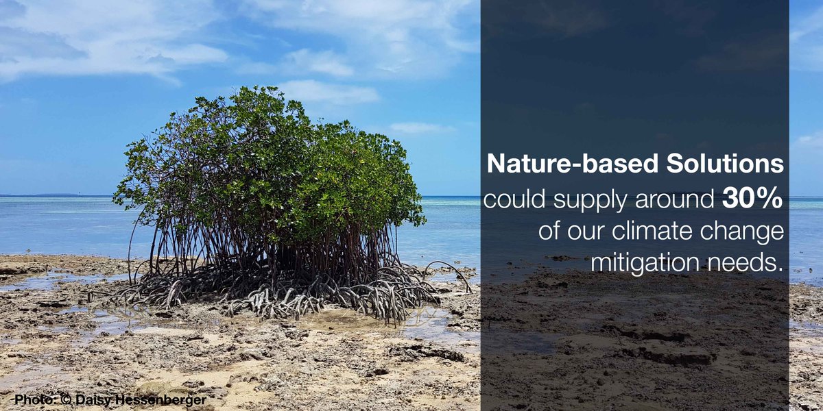 IUCN's tweet photo. #NaturebasedSolutions can be critical in both fighting and adapting to #ClimateChange. https://t.co/IoOBYJSf0L