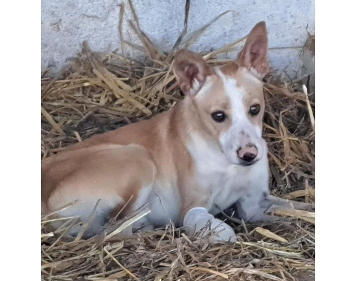 SE BUSCA A Chulo PERRO perdido PODENCO ANDALUZ el día 22-02-2023 en la localidad de Reus (Tarragona) -> buscomiperroperdido.com/perro-perdido/…