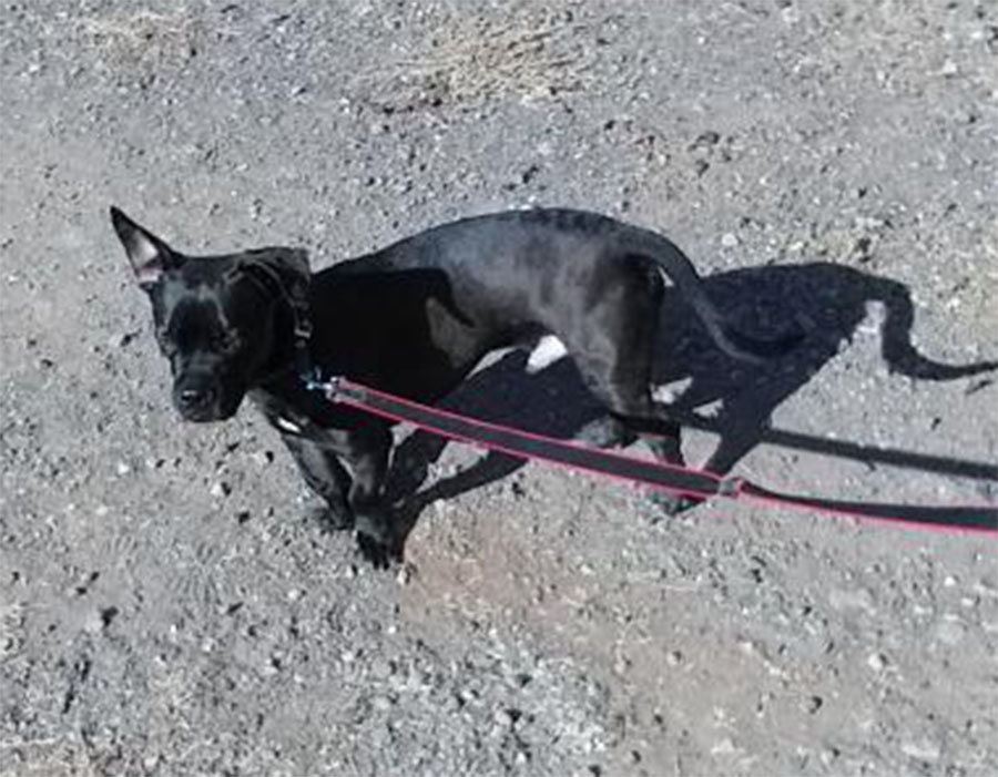 SE BUSCA A Coco PERRO perdido MESTIZO el día 23-02-2023 en la localidad de Barranco Grande (Santa Cruz de Tenerife) -> buscomiperroperdido.com/perro-perdido/…