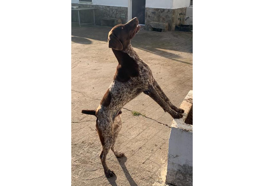 SE BUSCA A Toby PERRO perdido BRACO ALEMÁN DE PELO CORTO el día 18-02-2023 en la localidad de Solana del pino (Ciudad Real) -> buscomiperroperdido.com/perro-perdido/…