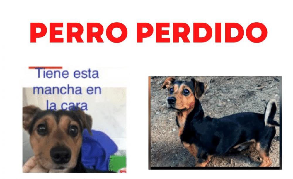 SE BUSCA A Toby PERRO perdido MESTIZO  el día 12-03-2022 en la localidad de JUSTO EN LA BIBLIOTECA DE HORTA (barcelona)  > buscomiperroperdido.com/perro-perdido/…