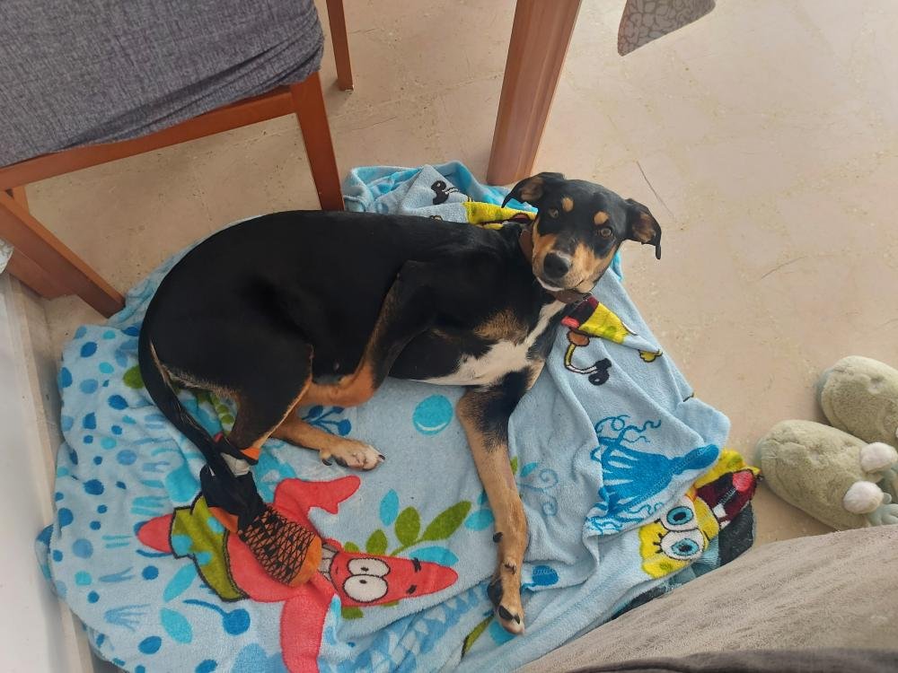 SE BUSCA A Loli PERRA perdida MESTIZA el día 27-02-2023 en la localidad de Almayate alto (Málaga) -> buscomiperroperdido.com/perro-perdido/…