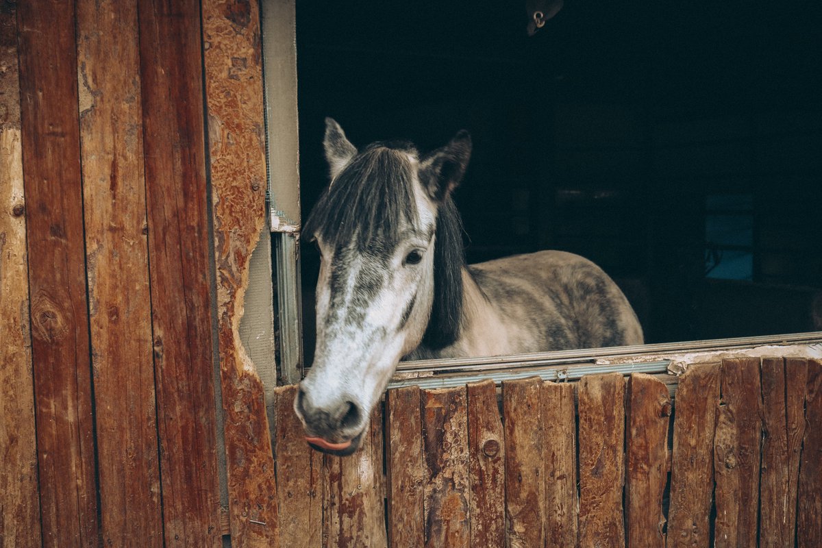 Horses can make great companions and help encourage owners to spend more time in nature, away from everyday stresses. 😅
Want to know the difference between domestic horses, wild horses & feral horses? 😃 Click link to find out pets24.co.za/news/horses/

#pethorse  #pets24news