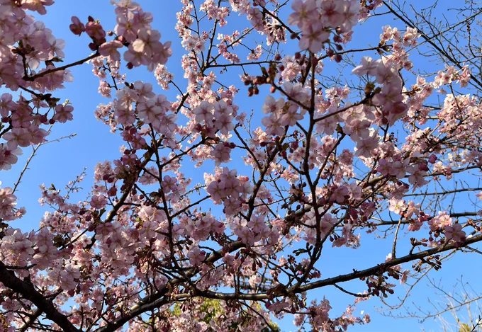 暖かくて桜もちょいちょい咲いてるなぁ(数本だけ) 
