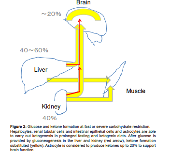 DROpenJournal's tweet image. Basic Ketone Engine and Booster Glucose Engine for Energy....by Shaw Watanabe, MD, PhD [ISSN 2379-6375]

Read the full article here: bit.ly/3itHwug

✍️For manuscript submission click here: bit.ly/3GNx61Q

#openventio #OpenAccess #Ketone #Histon #pharmacology