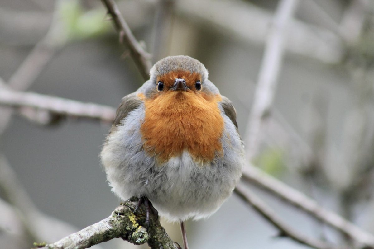 Robin.

Linlithgow, Scotland.

#Robin #RobinRedbreast #RougeGorge #Bird #Oiseau #Eun #nature #wildlife #NaturePhotograhpy #wildlifephotograhy #birdphotography #Linlithgow #Lithgae #GleannLucha #Scotland #Écosse #Alba
