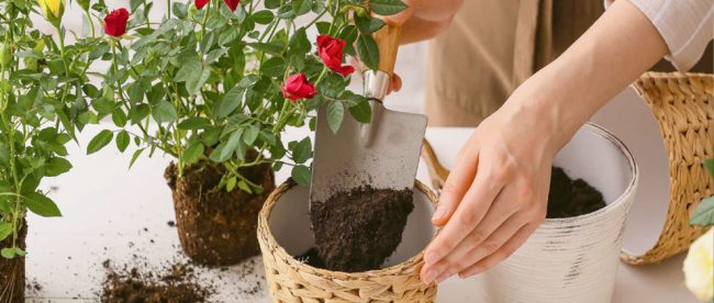 Cara Mudah Menanam Bibit Bunga Mawar Sendiri di Rumah
gitacinta.com/cara-menanam-b…