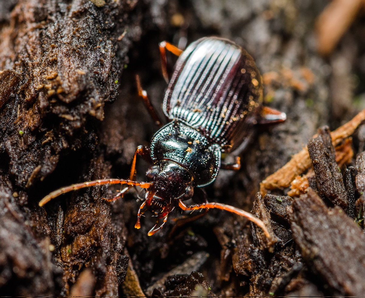 Jordan Cuff 🕸️🧬🕷️ tweet media