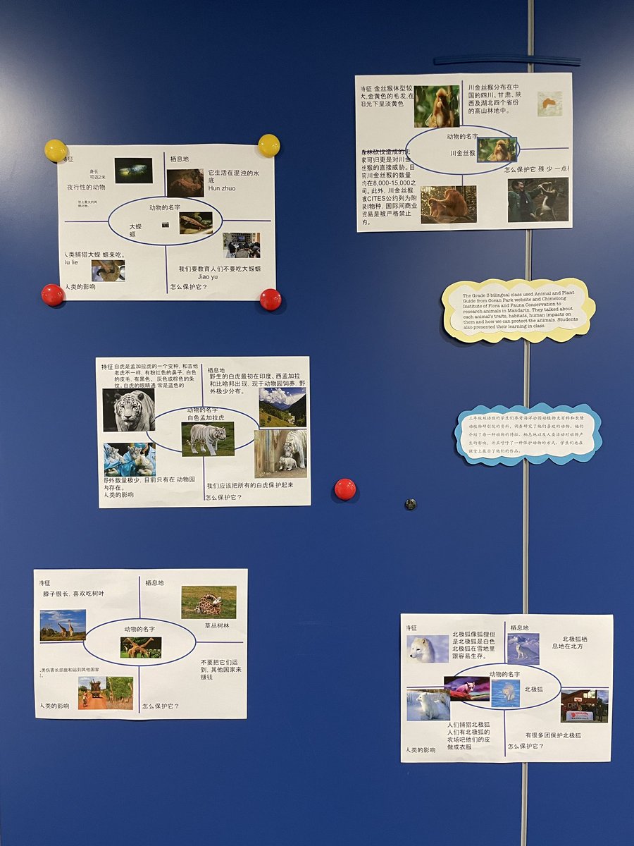 G3 students used graphic organizers to help them present ideas of an animal. Ocean Park and Chimelong Safari Park both have amazing Mandarin resources for students to conduct animal research! #StamfordHK #StamfordShines #CognitaWay
