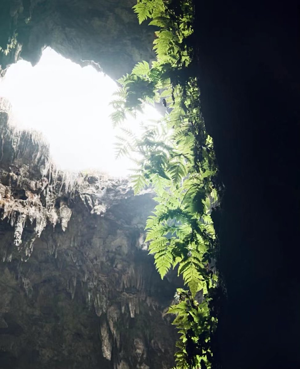 DiscoverGuizhou's tweet photo. #Hikingadventures Do you believe there exists an entrance of Time Raiders (盗墓笔记)? Cliffs, looming Buddha statues, humid air, green plants, underground rivers, walking into the #caves, it seems to have traveled to another world. 

 📍Puding county, #Guizhou, come and explore! https://t.co/iD4BGP6lgD