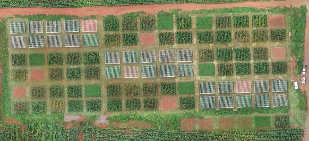 RemiCardinael's tweet photo. Amazing aerial view of our new long-term experiment @UZimbabwe @Cirad @AidaDirecteur @RegisChikowo 😍!! 3 rainfall treatments replicated 3 times: reduced, normal &amp; extreme. 10 cropping systems🌽#intercropping #mulch #fertilizers @RAIZ_project @IntercropVALUES @DSCATT_project https://t.co/MDceIOmAO5