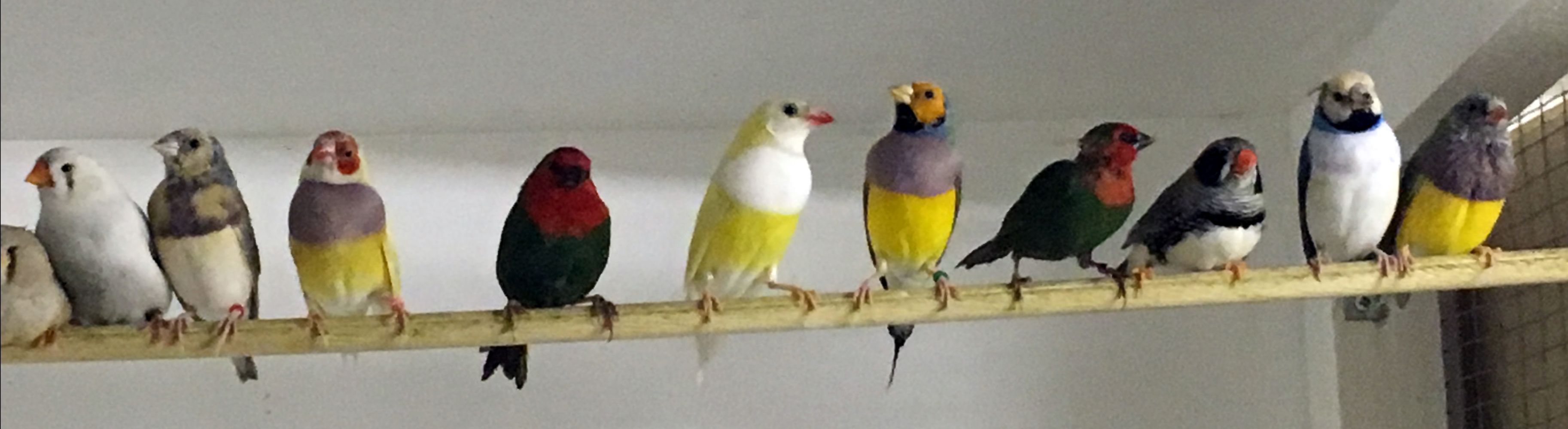 S76 2024 for birds
