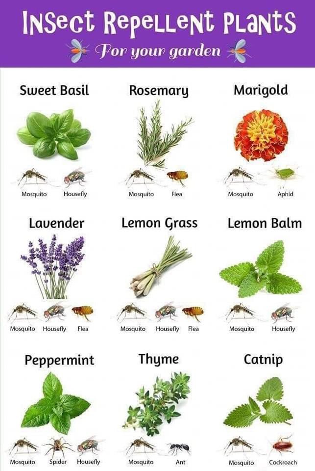 PFFA_UK's tweet image. Use nature to help you. 🌿❤️🌿

#NaturalPestControl #PFFA