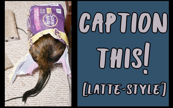 MKandHerBC's tweet image. Latte is her own cat ... just like somecat we know whose name is on this blog ...

mommakatandherbearcat.com/2023/02/captio…

#cats #idontgetit #catsense