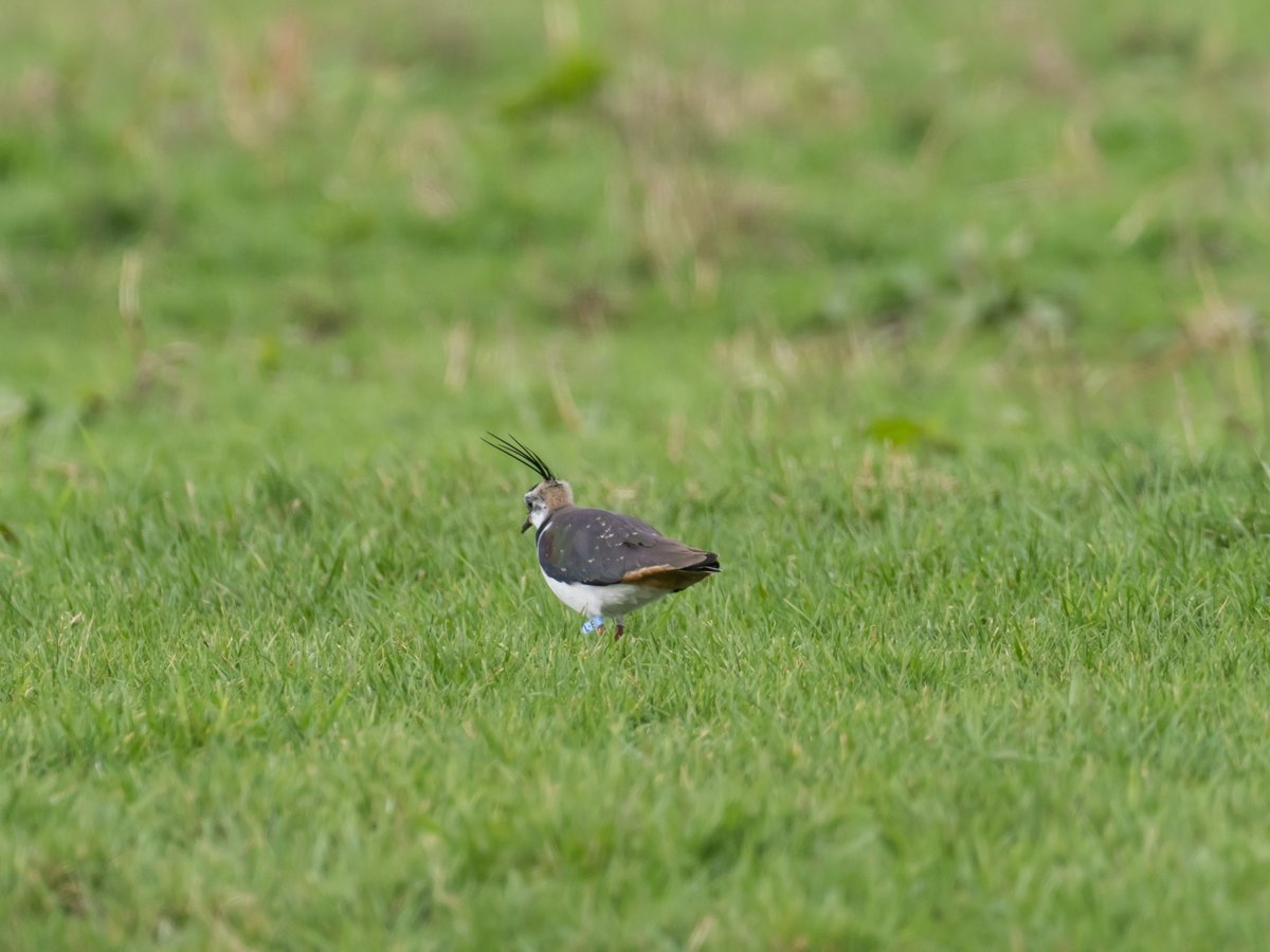 Kievit LE is weer terug in haar broedgebied de Beerse Overlaet. In 2015 als kuiken geringd en voorzien van pootvlag in het kader van het kievitkuikenonderzoek. In 2017, 2018 en 2021 heeft ze ook gebroed. Hopelijk dit jaar weer. De kievit is de STOERSTE weidevogel! <a href="/Sovon/">Sovon Vogelonderzoek Nederland</a>