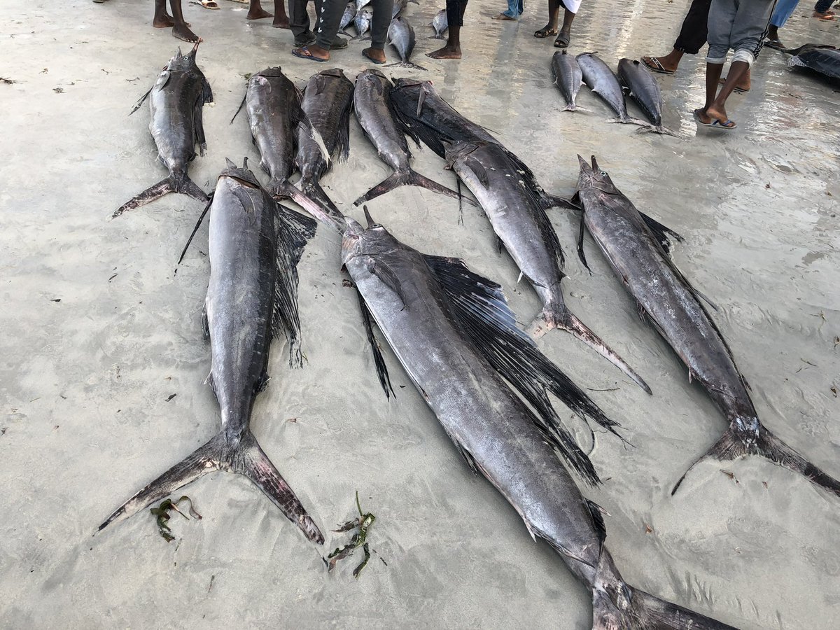 BarkhadleAbdulk's tweet image. While commercially valuable target species of #Tuna &amp;amp; #billfishes are increasingly domestic consumption in #Mogadishu. @MFMRSomaliya @SecureFisheries @Mr_ahmedaden  @A_Addow  @AliifiyeAli @wiomsa