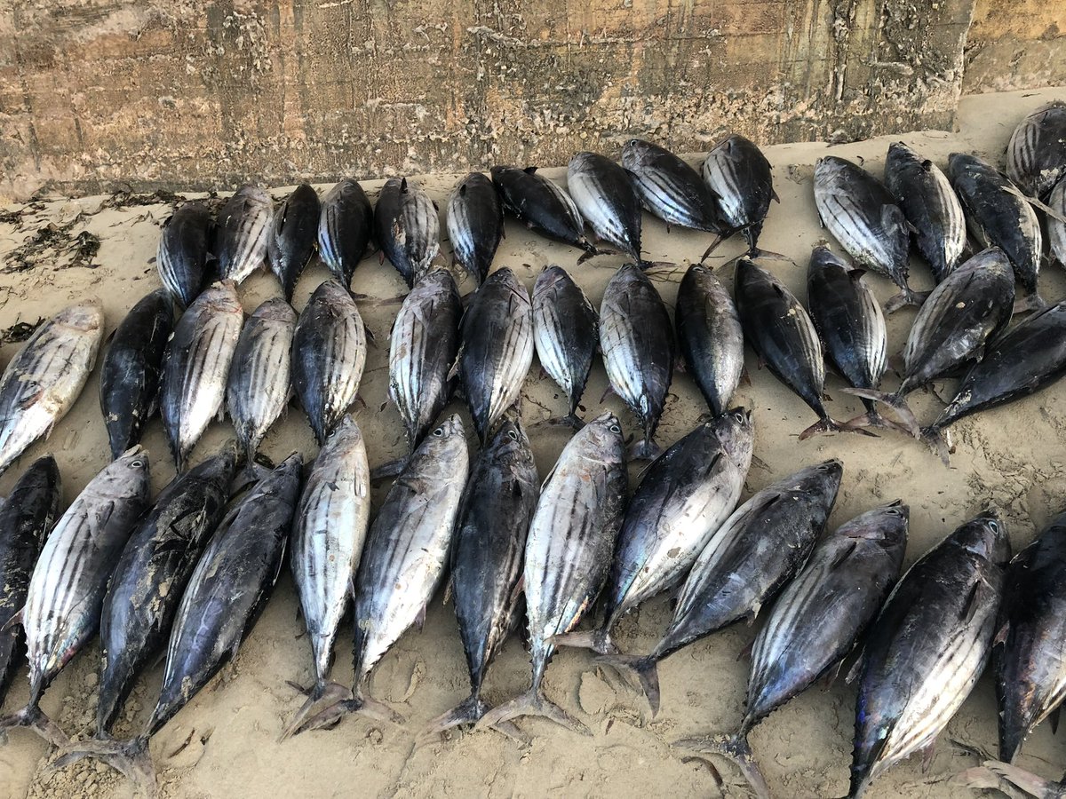 BarkhadleAbdulk's tweet image. While commercially valuable target species of #Tuna &amp;amp; #billfishes are increasingly domestic consumption in #Mogadishu. @MFMRSomaliya @SecureFisheries @Mr_ahmedaden  @A_Addow  @AliifiyeAli @wiomsa