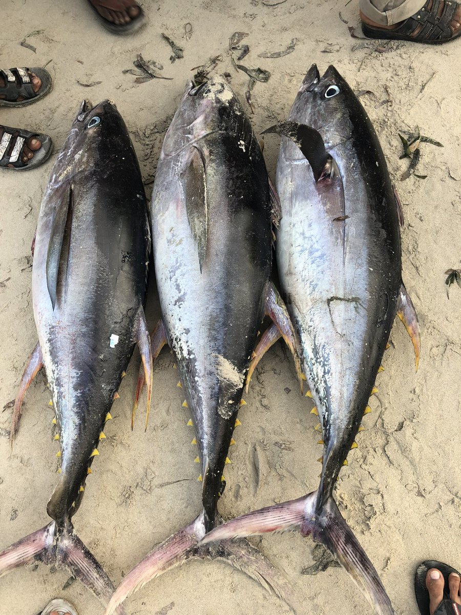 BarkhadleAbdulk's tweet image. While commercially valuable target species of #Tuna &amp;amp; #billfishes are increasingly domestic consumption in #Mogadishu. @MFMRSomaliya @SecureFisheries @Mr_ahmedaden  @A_Addow  @AliifiyeAli @wiomsa