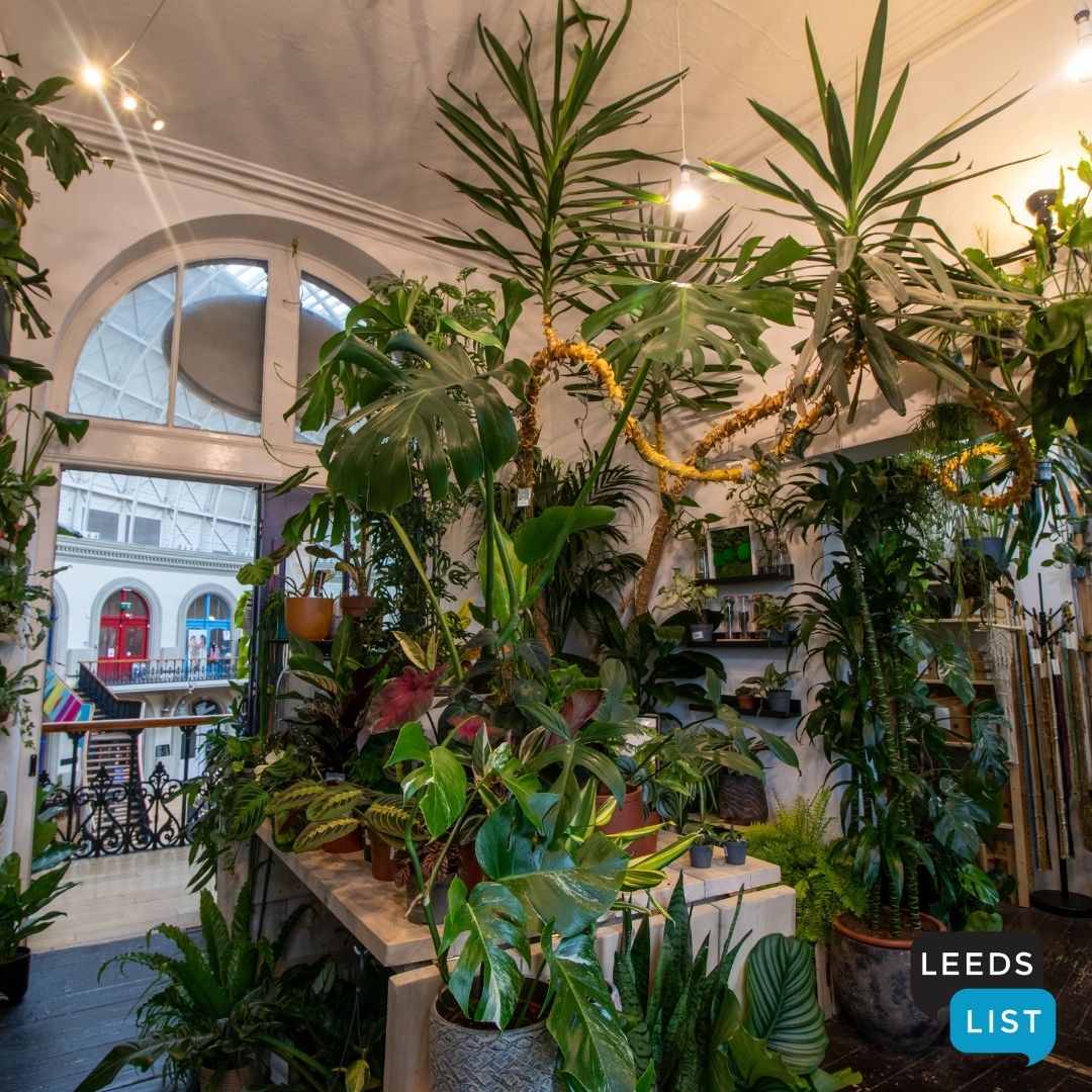 Leeds_List's tweet photo. GREEN GOODNESS // YOUR ONE-STOP SHOP FOR PLANT HEAVEN

Did you know you can step into a jungle without leaving #Leeds? The Plant Point is a must-visit for plant lovers, filled with lush green leaves that you can take away to brighten up your home. Why not pay them a visit? https://t.co/XT6Cug1yB1