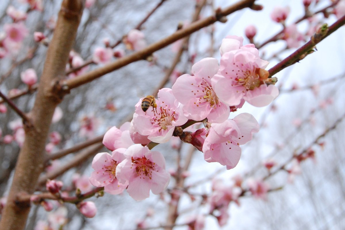 camelliakyoto's tweet photo. 🍑🌸BEWILDERING BLOSSOMS🌰🍊

Spring's great conundrum...which blossom is which?🤔

There comes a period in the year when species of ume, quince, peach, cherry and almond trees can all be seen in bloom🔍😵‍💫
#blossom #Kyoto #Japan #京都 #cherryblossoms #梅 #桜 #桃 #木瓜 #アーモンド https://t.co/vRkcBri8Oy