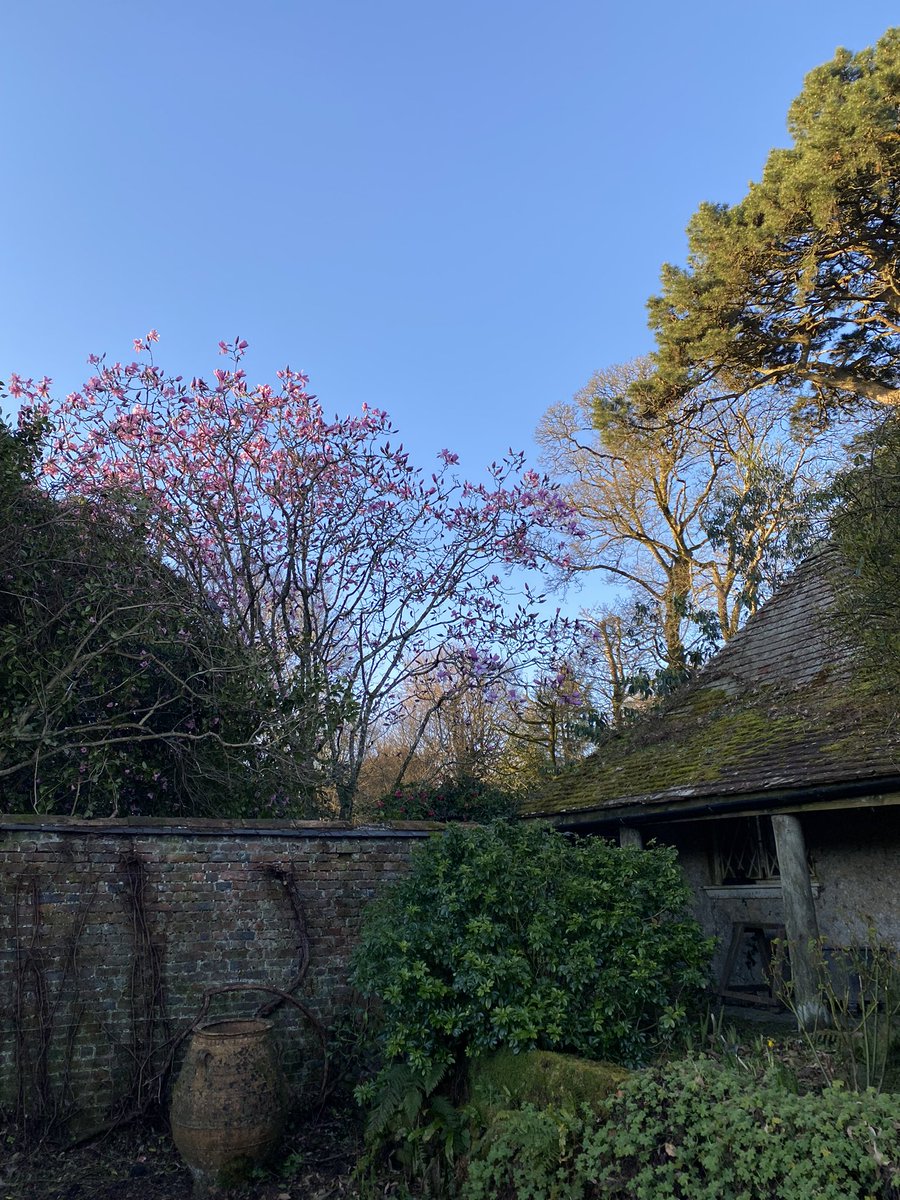 Morning with me on #mycommute is Magnolia season! The first day of spring  was announced yesterday by the <a href="/Gr8Gardens/">CornwallSpringStory</a> <a href="/TheNareHotel/">The Nare Hotel</a> and viewed from our @silentspaace I give you (my favourite) Magnolia sargentiana var. ‘Blood Moon’
<a href="/RCM_Group/">Rhododendron Camellia & Magnolia Group</a> <a href="/CwllGardenSoc/">Cornwall Garden Society</a> <a href="/The_RHS/">The RHS</a> <a href="/PlantNetwork/">PlantNetwork</a>