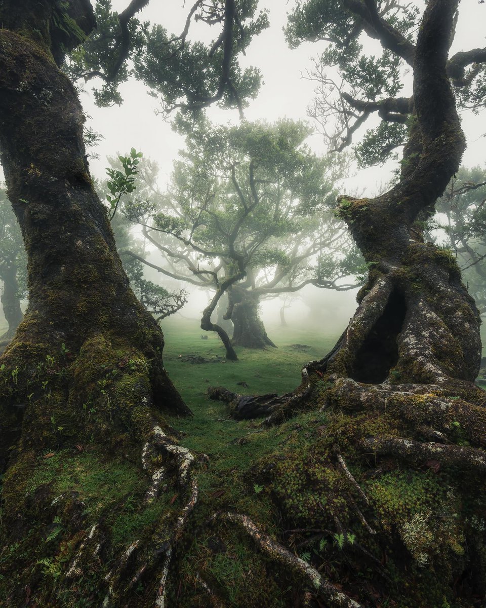 Madeira's tweet photo. Together .. Apart 
 
Fanal Forest, Madeira is the last surviving Laurissilva forest of the ancient Laurissilva that once covered much of Europe.

Photo by joeweaver_photography

#thicktrunktuesday #madeira https://t.co/ty3AeOjLid