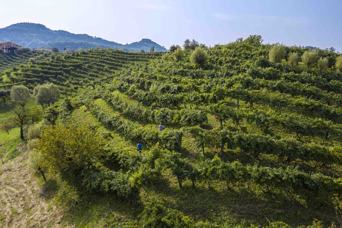Peter Dean (@tweetadean) on Twitter photo So whatโs the difference between Asolo Prosecco and other Proseccos? What are the style differences? And why does it matter? Wine educator <a href="/LeonaDePasquale/">Leona De Pasquale DipWSET ๐น๐ผ๐ฌ๐ง๐ฎ๐น</a> explains the potential of these beautiful sparkling wines. the-buyer.net/insight/asolo-โฆ So whatโs the difference between Asolo Prosecco and other Proseccos? What are the style differences? And why does it matter? Wine educator <a href="/LeonaDePasquale/">Leona De Pasquale DipWSET ๐น๐ผ๐ฌ๐ง๐ฎ๐น</a> explains the potential of these beautiful sparkling wines. the-buyer.net/insight/asolo-โฆ