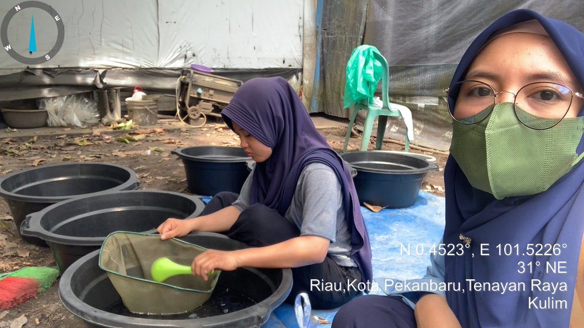 Arwinda_novitri's tweet photo. Selasa (28/2), Arwinda Novitri, PPB Kota Pekanbaru, di Pelaku Usaha an. Zeky Wahyuwono dan Anggun Pokdakan Projo Mukti Pebatuan mendampingi Panen Benih  Ikan Patin, sebanyak 14.000 ekor, Ukuran panen 1-1,5 inci, harga Rp.110/ekor #GiatLuhkanSatminkalMedan #Pekanbaru #Panen https://t.co/ZR5nSDPjH5