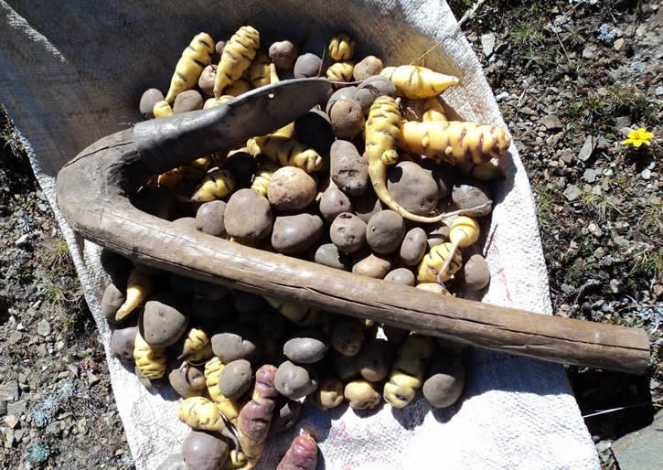 Peelin’ Good: The Wild World of Peruvian #Potato Varieties aboutcusco.com/blog/peelin-go… 

#peruvianfood #aboutcusco #peru