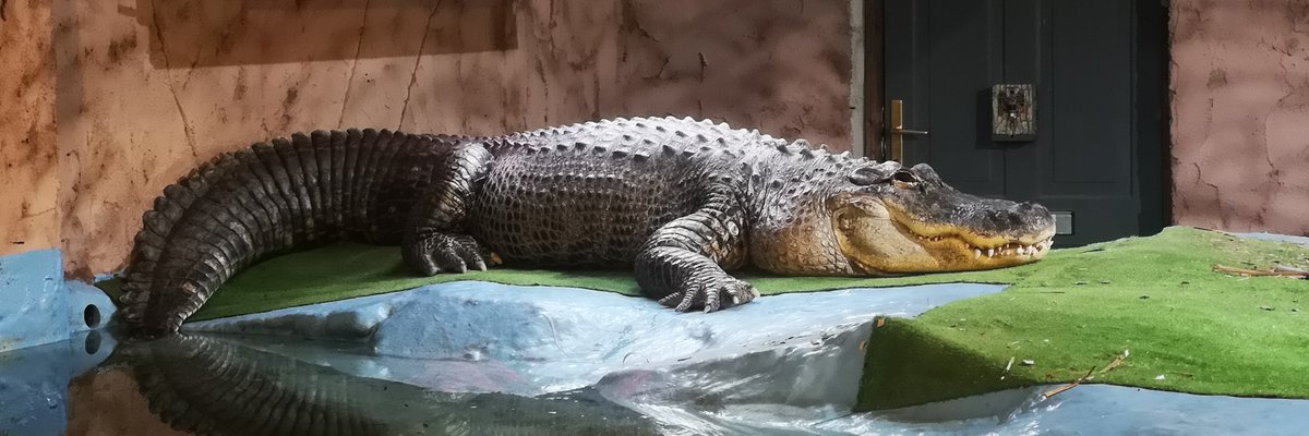 natreptilezoo's tweet image. We are coming to the end of Our Focus for the month of February which was  #evolution 

During these #DarwinAwards we have shared with you all this month. I think we all learned to respect all the creatures around the world.