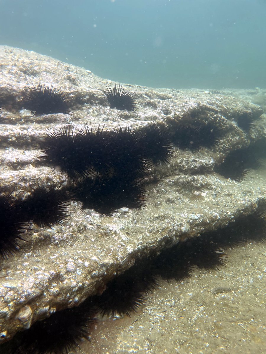Amazing day out in the field scoping restoration sites for our Project Restore within #SydneyHarbour <a href="/SydneyMarine/">Sydney Marine</a>