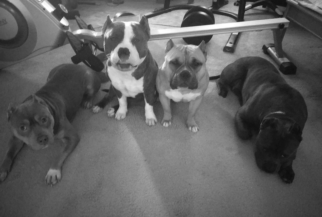 I_AM_BREAK's tweet photo. @MarinaMedvin 4 Pit Bull Breeds.

These dogs can kill you! But I do my part as an EXPERIENCED HANDLER to train and work my dogs to be docile and friendly!

This is a job that most get complacent with!

THAT coupled with public ignorance is the problem.

NOT A BREED! 

#IgnorantRacism

#Finale https://t.co/FbDudkhOEA