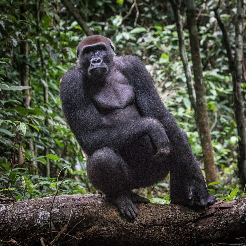 WCS Congo tweet media