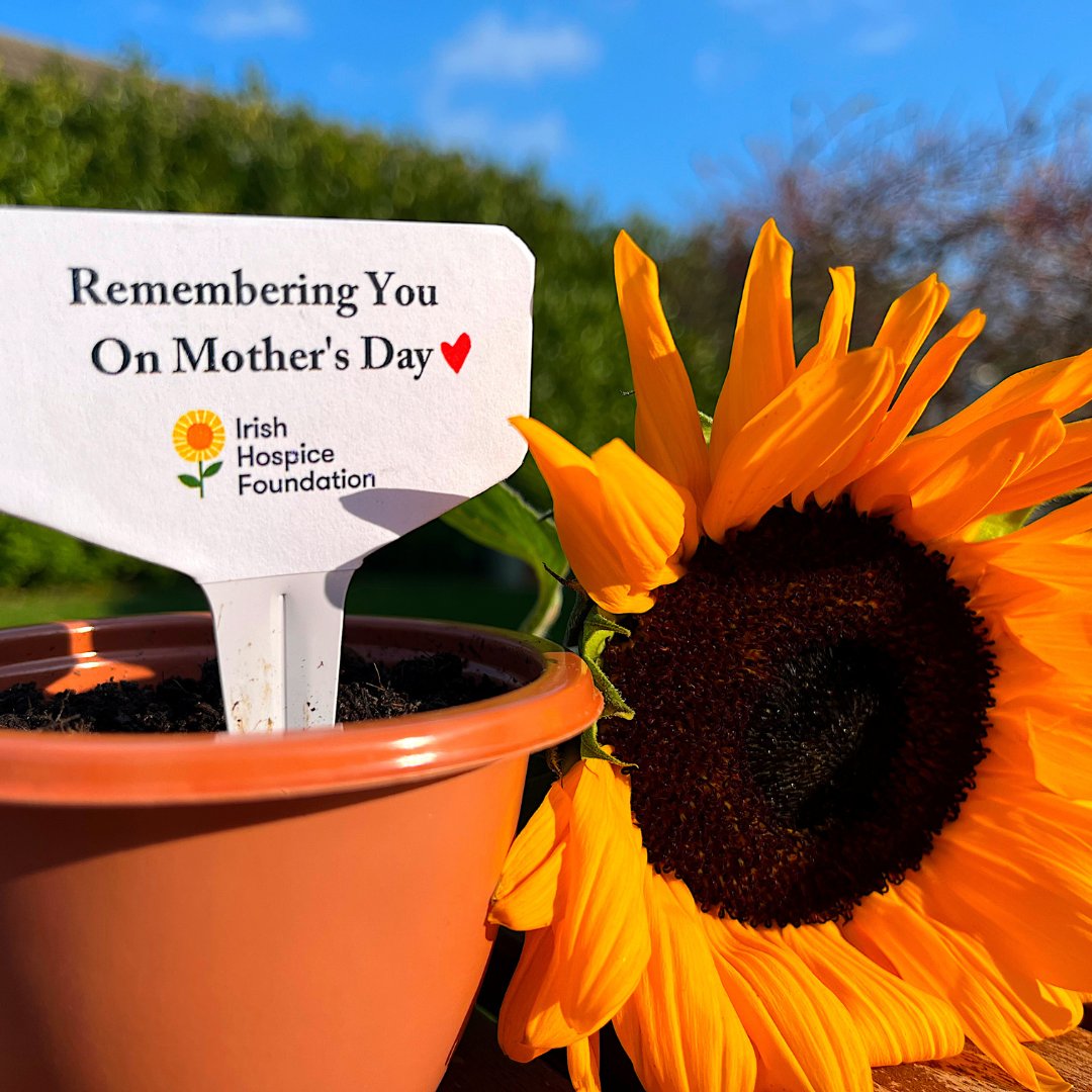 This Mother’s Day (19th March) we will come together to plant a sunflower in memory of the mothers who are no longer with us 💔🧡
Sign up &amp; receive a free pack of sunflower seeds  + plant marker + info pack and help fundraise for <a href="/IrishHospice/">Irish Hospice Foundation</a> 
🔗hospicefoundation.ie/get-involved/e…