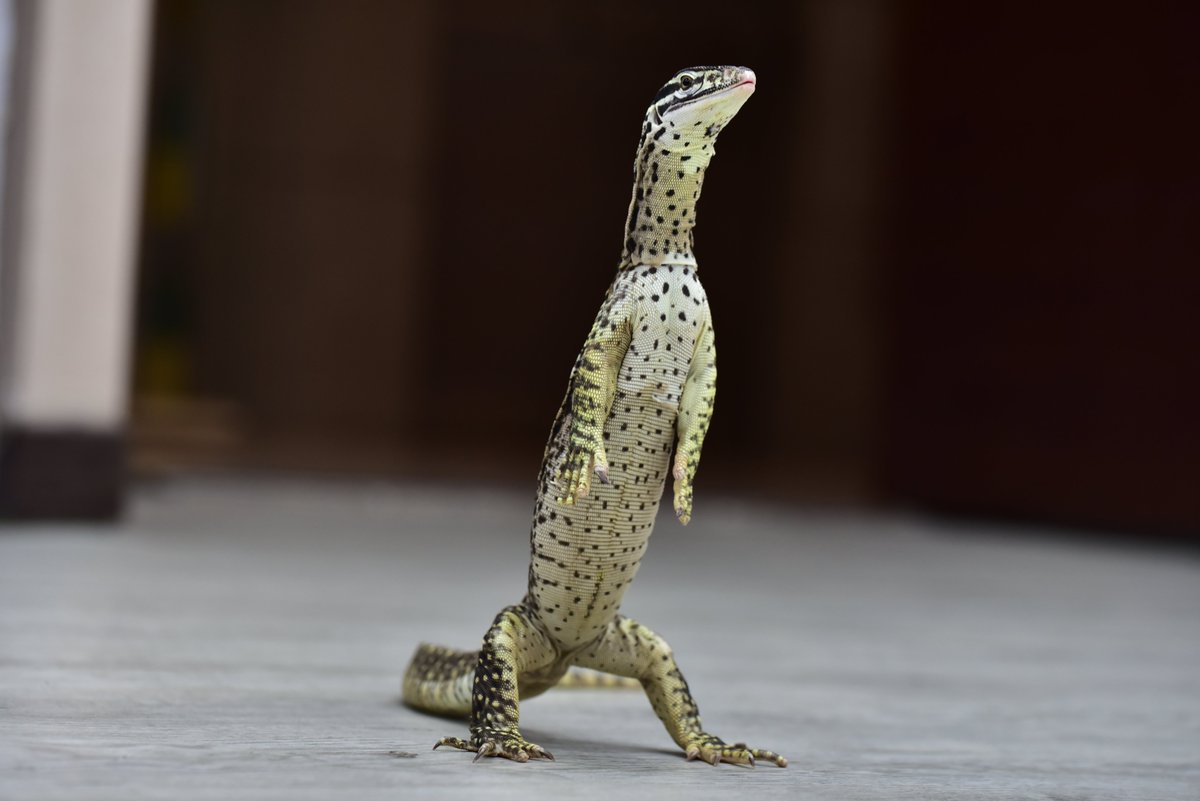 tremor_714's tweet photo. 小黃點巨蜥比較會站立  而且好可愛

#Reptilia
#Varanus_panoptes
#Argus_monitor https://t.co/zEXI41GtFz