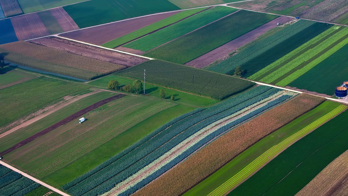 Community ecology of carabid beetles tweet media