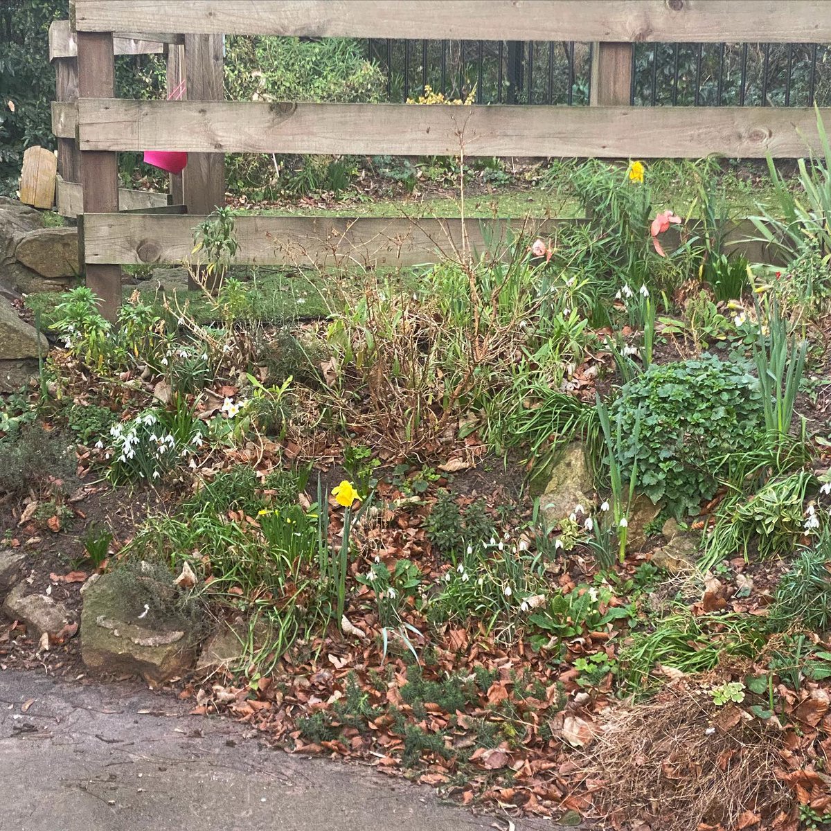 The first signs of spring are beginning to appear in our garden 🪴 
Every year it brings us so much just to see the snowdrops bloom and is a gentle reminder of the hope that comes with new seasons 💚
#werhere #mentalhealthawareness #smallcharitynottingham