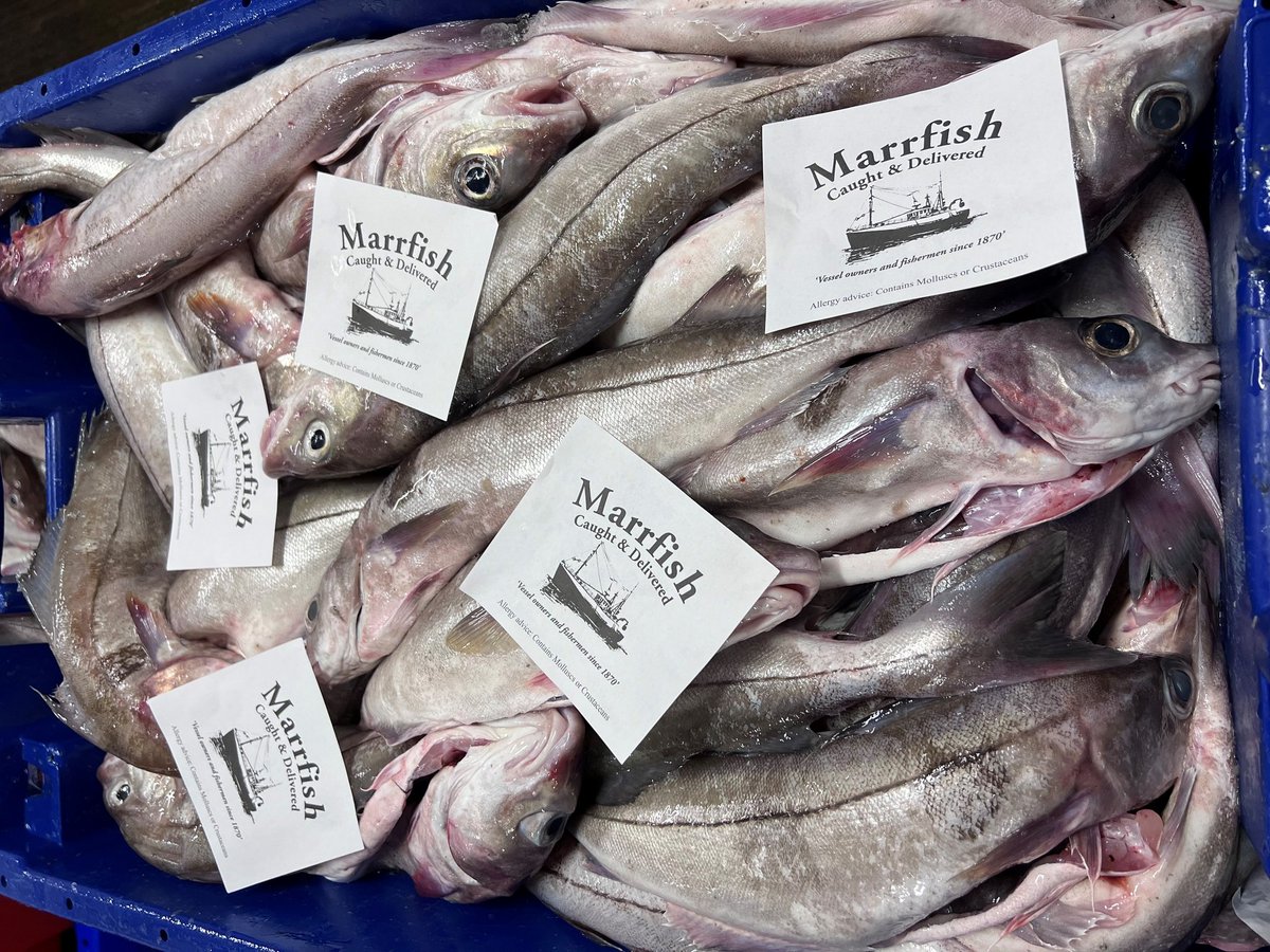 Cracking Irish haddock – available now.

Open an account today.
-
01279 501051
-
marrfish.co.uk
-
#seafood #wholesaler #fishermen #chef #chefs #londonchefs #freshproduce #restaurant #restaurants #finedining #london #fish #freshfish #fishmonger #sustainableseafood