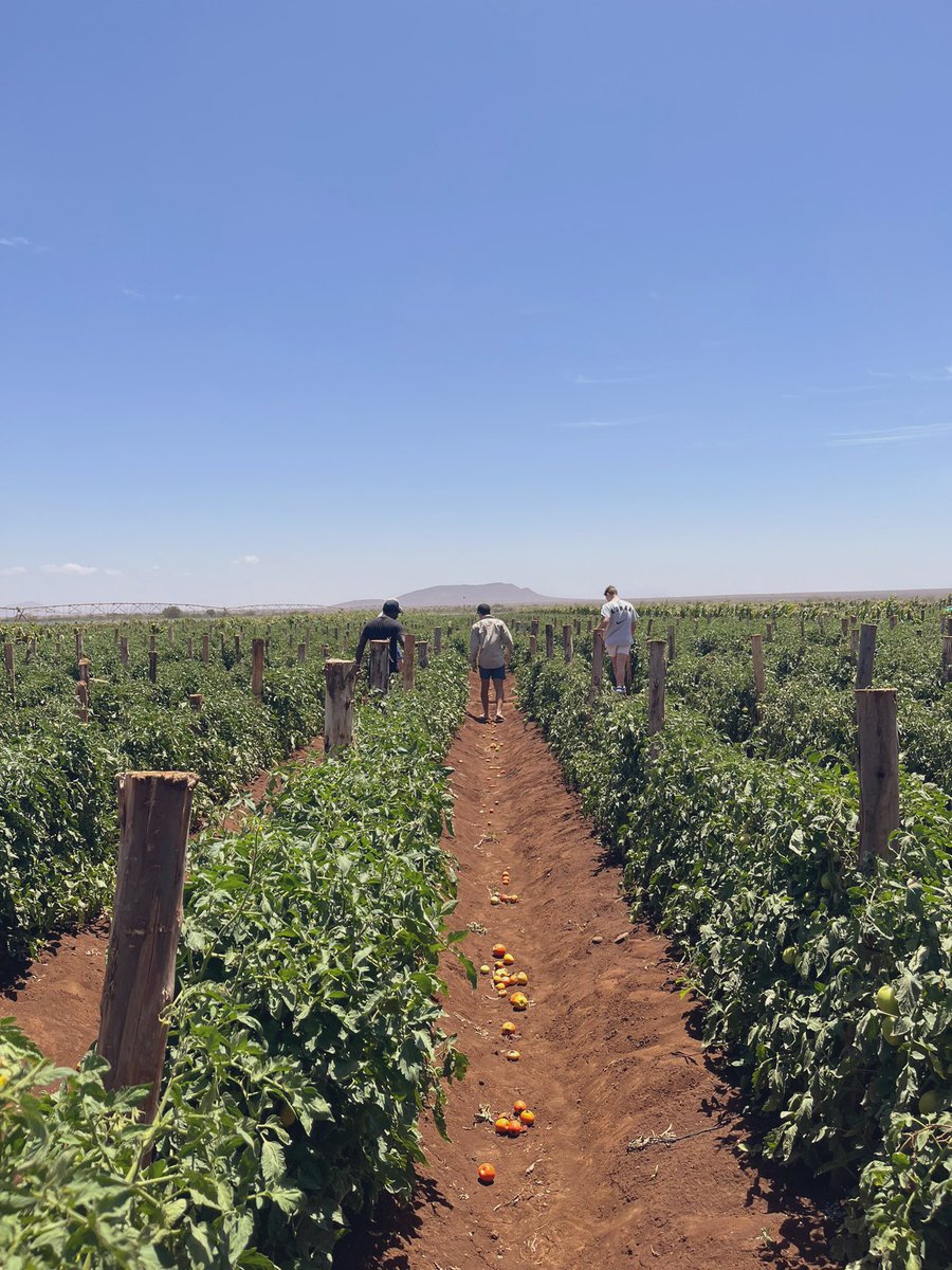 Amazing 2 weeks in Kenya looking at different farming systems! Kilimanjaro in the background. This 100ha pivot is growing 3 crops of tomatoes and onions per year #3cropsayear #crazyscales