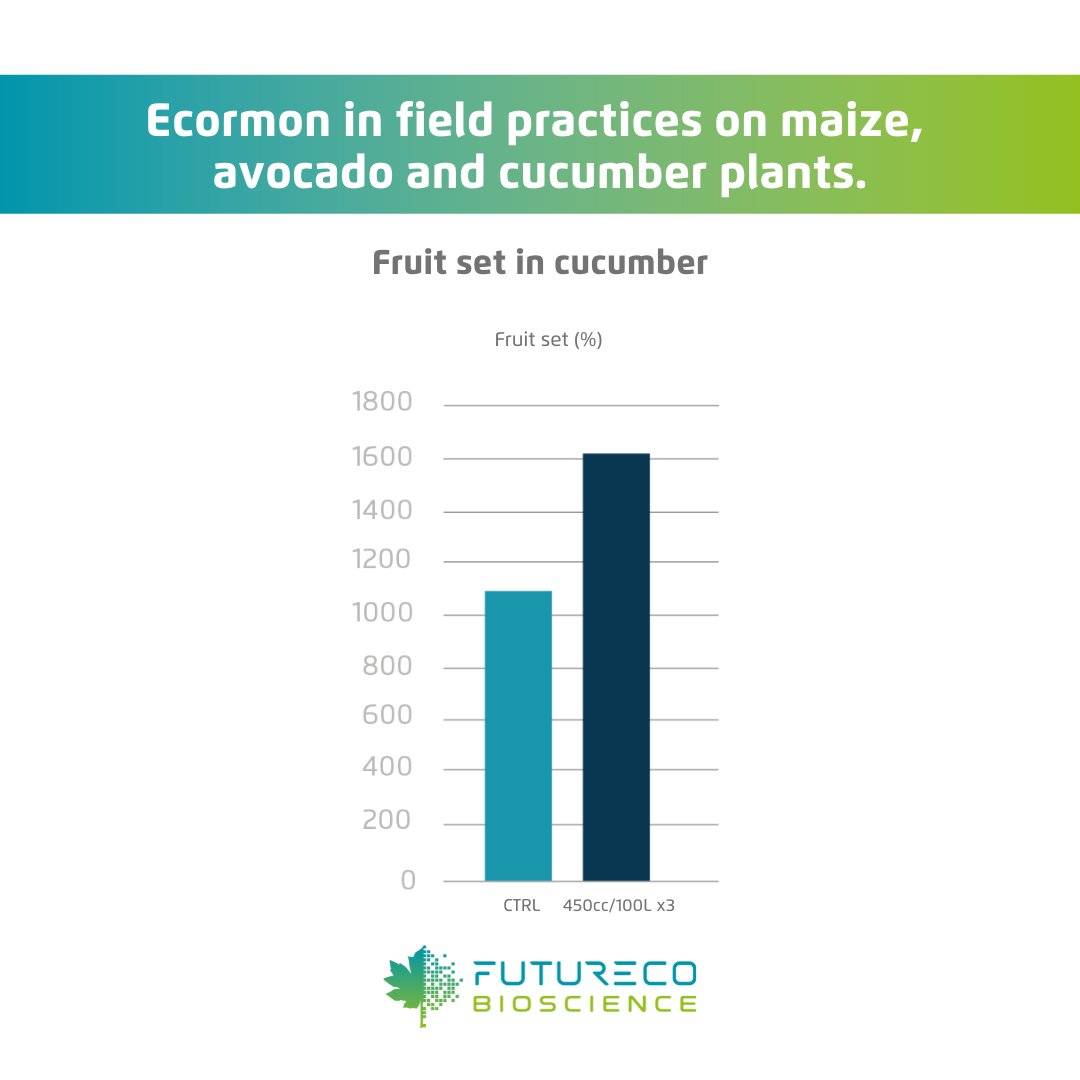 FuturecoBiosci's tweet photo. Today we show you 🔎 how #Ecormon works in the field on maize, avocado and cucumber plants.
🌽 Improved pollen viability.
🥒 Increased fruit set.
🥑 Higher quantity and increased fruit weight.
More info:
https://t.co/x2GCEmHRKU https://t.co/5carq1WdYV