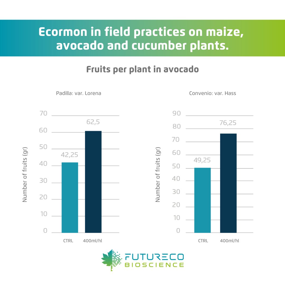FuturecoBiosci's tweet photo. Today we show you 🔎 how #Ecormon works in the field on maize, avocado and cucumber plants.
🌽 Improved pollen viability.
🥒 Increased fruit set.
🥑 Higher quantity and increased fruit weight.
More info:
https://t.co/x2GCEmHRKU https://t.co/5carq1WdYV