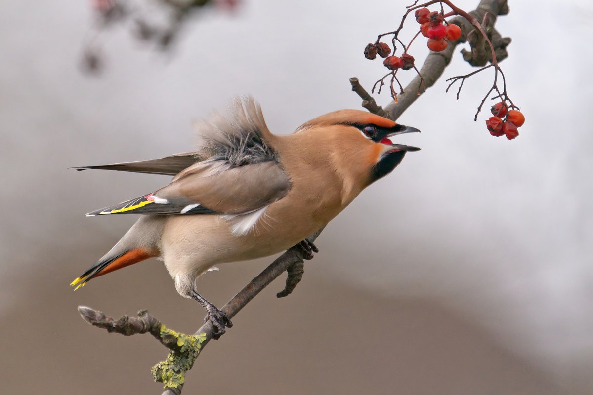Mark_B_J's tweet photo. Waxwing  #Waxwing #Bradford #February2023 #birdwatching  #NaturePhotography #Waxwings @WaxwingsUK https://t.co/drEP3tReyJ