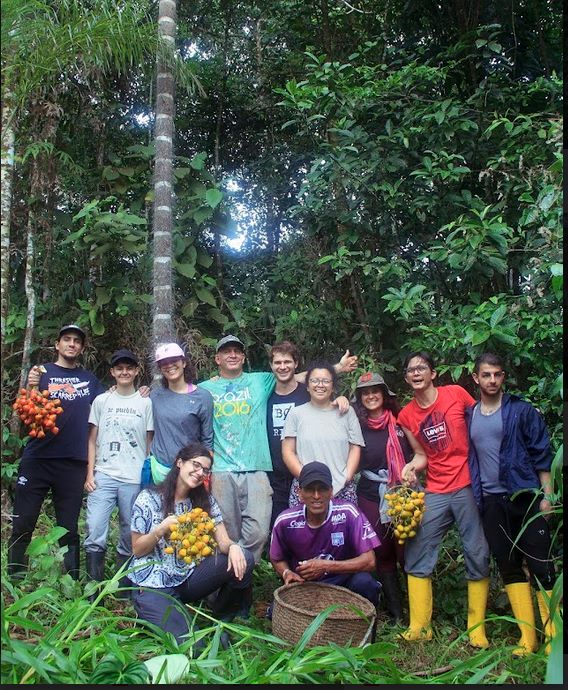 Cosecha de chonta con estudiantes de antropología <a href="/FLACSOec/">FLACSO Ecuador</a>