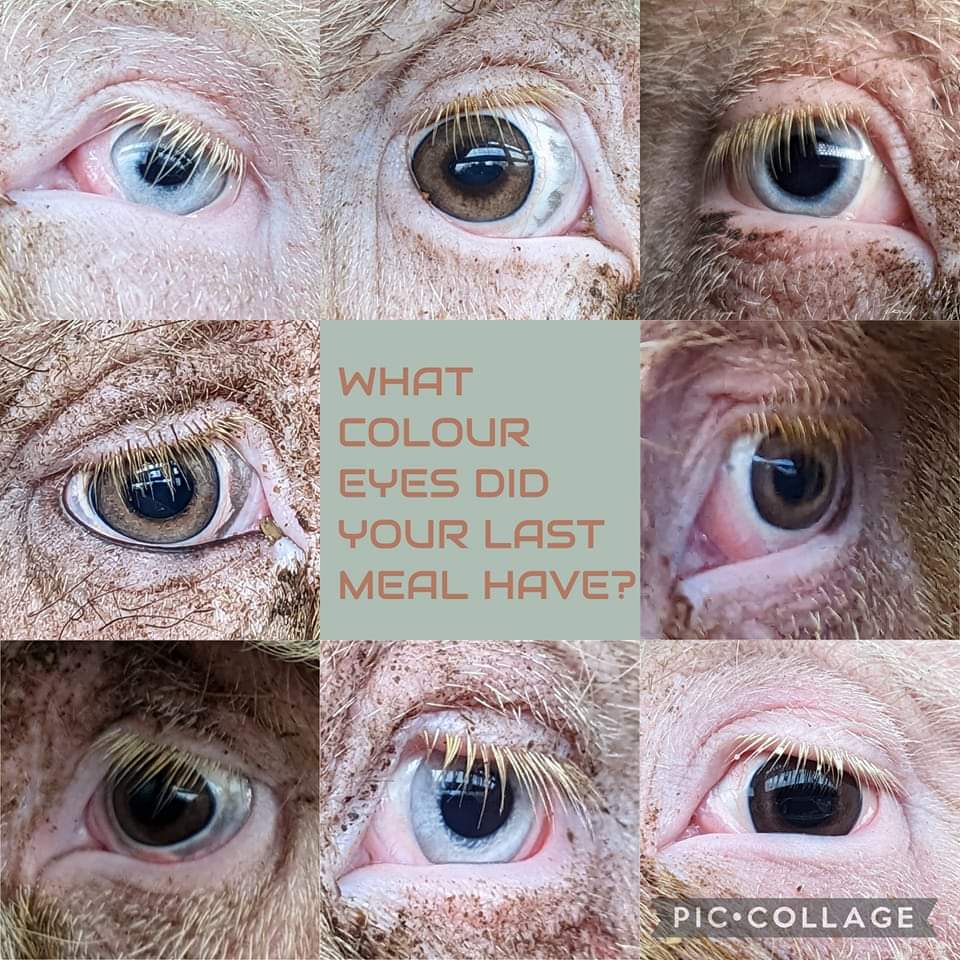 Mancpigsave's tweet photo. Images all taken at today's vigil at Pilgrim's Pride Ashton (formerly Tulip). These innocents are as individual as you and I.

#gaschamber #slaughter #humane #plantbasedtreaty #vegan #crueltyfree #govegan #plantbasedbacon #pigs https://t.co/eZifitTCj7