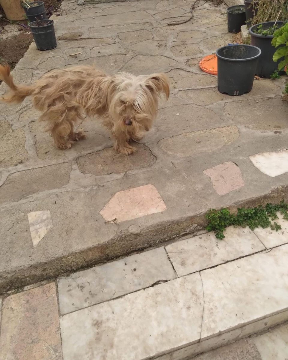 patiarkadas's tweet photo. İzmir/ Yeni Foça’nın bir köyünde sokağa atılmış minicik bir yorki.. Acil olarak yuva arıyoruz. Sahiplenmek isteyenler( köpek bakımında tecrübeli)  
İzmir- İstanbul

iletişim instagram hesabı @birgulvegizeminpatileri

#izmir #köpek #kedi #satinalmasahiplen #patiarkadas https://t.co/BmJ56kLog3