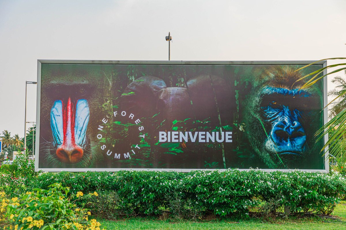 JessyeElla's tweet photo. From March 1st to 2nd, #Libreville becomes the world’s capital for forest conservation and preservation.

We are ready for the #OneForestSummit, and you ? https://t.co/QxDiOD9OVC