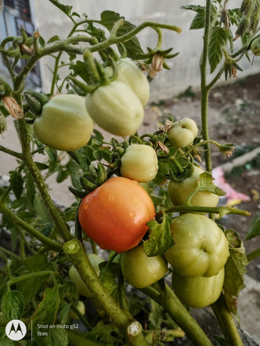 therealsoil_'s tweet photo. Organic Tomatoes 🍅🍅

@therealsoil_ #therealsoil

 #up70 #festival #tomatoes #post #incredbleindia #incredible  #photography #motorola #moto #smartphone #streetphotography #photooftheday #picoftheday #generic https://t.co/LWDquDMLFC