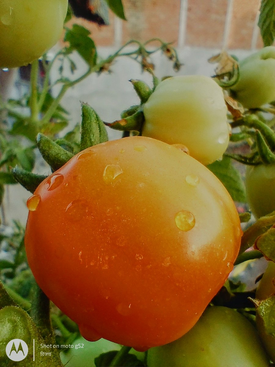 therealsoil_'s tweet photo. Organic Tomatoes 🍅🍅

@therealsoil_ #therealsoil

 #up70 #festival #tomatoes #post #incredbleindia #incredible  #photography #motorola #moto #smartphone #streetphotography #photooftheday #picoftheday #generic https://t.co/LWDquDMLFC