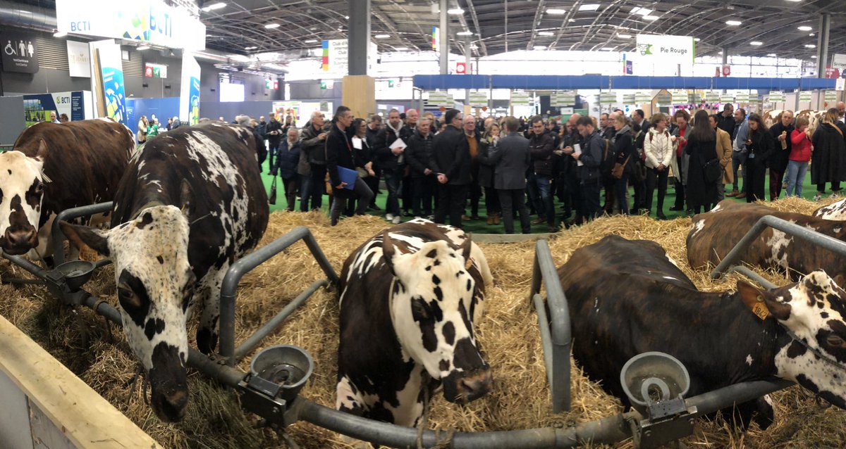 LudovicMesme's tweet photo. Journée riche en rencontres avec des agriculteurs passionnés et fiers de leur métier. Leur savoir-faire est récompensé par de nombreux prix sur le salon. Ici, les vaches normandes du gaec de la bissonniere à Cormes. https://t.co/DusInDmRso