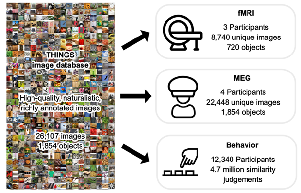 I'm thrilled that THINGS-data is now online! We provide 3 massive datasets of fMRI, MEG, & behavior in response to up to 1854 objects and >22k images. We hope this will allow studying objects in vision, memory & language with unique semantic breadth! Link: doi.org/10.25452/figsh…